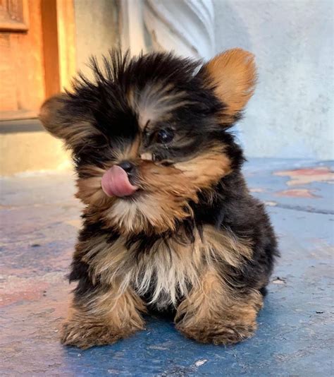 and it comes in a tiny, adorable package, too! Find out why Mini Schnauzers are one of the most popular breeds. . Puppies for sale in nyc